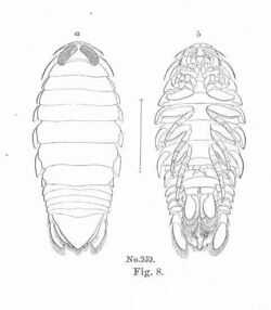 FMIB 51224 Salve Bug, AEga psora, Kroyer; young specimen.jpeg