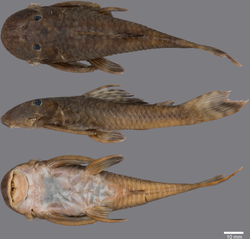Fig 14. Guyanancistrus teretirostris -- in Fisch-Muller, Mol & Covain (2018).png