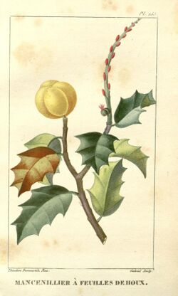 Flore médicale des Antilles, ou, Traité des plantes usuelles (Pl. 155) (8182046785).jpg