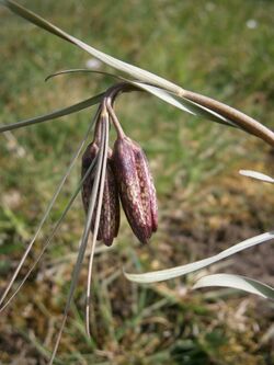 Fritillaria nigra (buds) 03.JPG