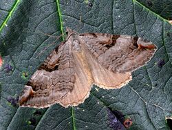 Geometridae - Aplocera praeformata.JPG