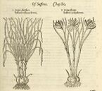 Illustration of crocus from John Gerard's Historie of Plants 1597