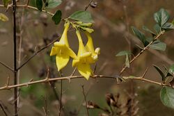 Gmelina asiatica (Kali Shivan) in Kinnarsani WS, AP W IMG 5820.jpg