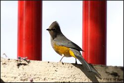 Grey silky-flycatcher in Guadalajara.jpg