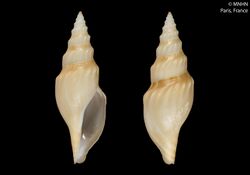 Gymnobela procera (MNHN-IM-2000-3188).jpeg