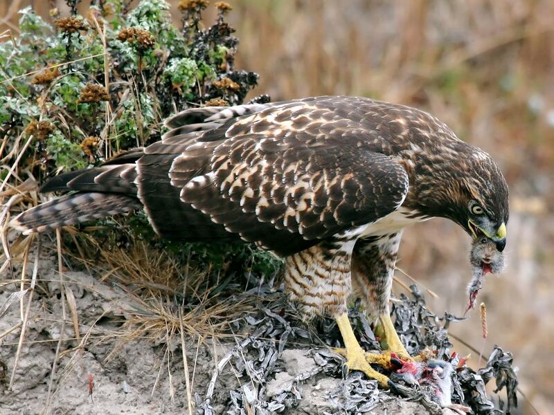 File:Hawk eating prey edit.jpg