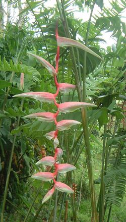 Heliconia chartacea.JPG