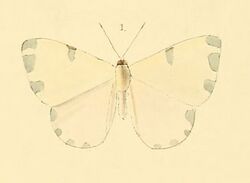 Hermathena candidata - Illustrations of new species of exotic butterflies Hermathena &c (cropped).jpg