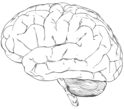 Hersenen.png