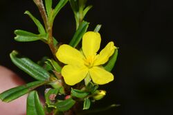 Hibbertia racemosa.jpg