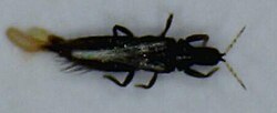 Hoplandrothrips (squashed).jpg