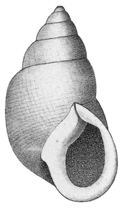 Hyperaulax ridleyi shell.png