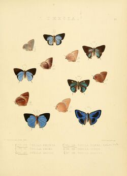 Illustrations of diurnal Lepidoptera 44.jpg