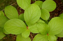 Japanese Stewartia Stewartia pseudocamellia Leaves Closeup 3008px.jpg