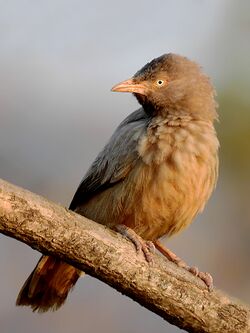 Jungle babbler (Turdoides striata) Photograph by Shantanu Kuveskar.jpg