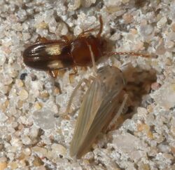 Laemophloeus fasciatus P1020065a.jpg