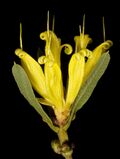 Lambertia multiflora var. darlingensis - Flickr - Kevin Thiele.jpg
