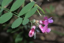 Lathyrus niger (Schwarz-Platterbse) IMG 7523.JPG