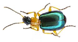 Lebia chlorocephala up.jpg