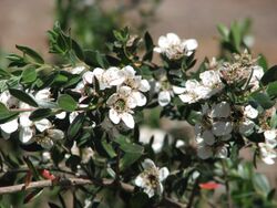 Leptospermum nitidum.JPG