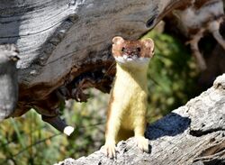 Long tailed weasel on Seedskadee National Wildlife Refuge (35240138322).jpg