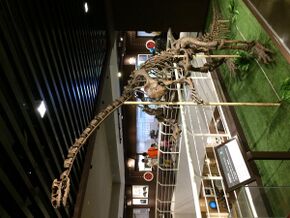Lufengosaurus holotype specimen.jpg