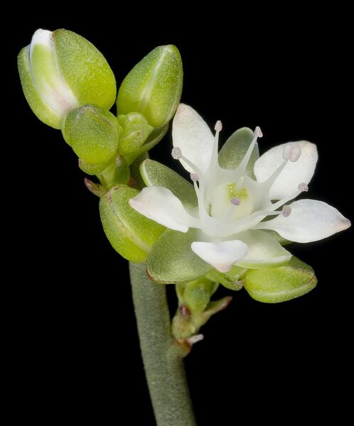 File:Macarthuria australis - Flickr - Kevin Thiele (1).jpg