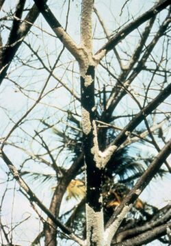 Maconellicoccus hirsutus infested Saman tree.jpg