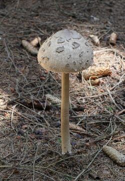 Macrolepiota procera 2011 G1.jpg