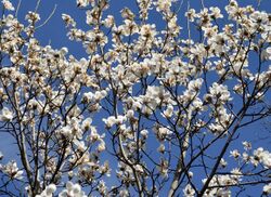 Magnolia sprengeri.jpg