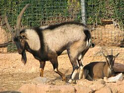 Male and female Cretan ibex.jpg