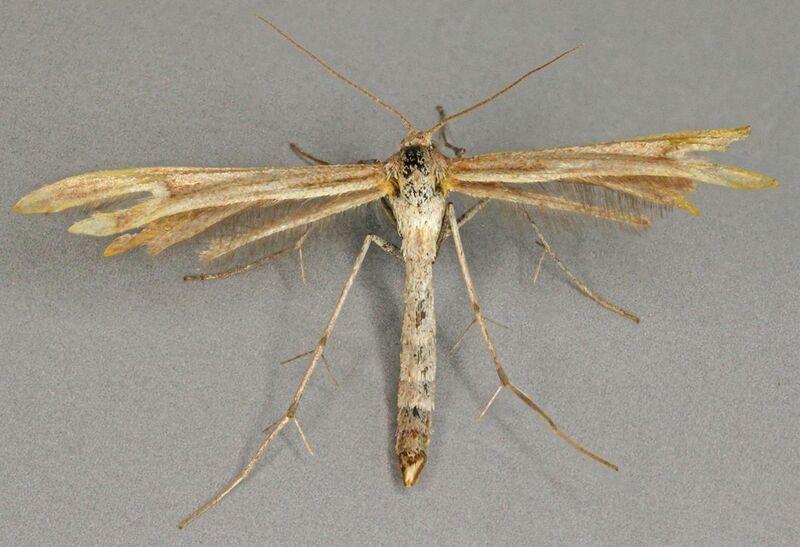 File:Marasmarcha lunaedactyla, Newborough Warren, North Wales, July 2012 (19104823613).jpg