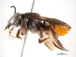 Megachile pictiventris f.jpg