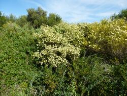 Melaleuca systena (habit).JPG