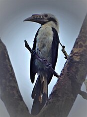 Mindoro Hornbill (male).jpg