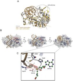 Model of interactions between DNA with flipped base and a methyltransferase