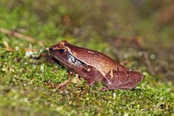 Narrow-mouthed frog (Plethodontohyla notosticta) Ranomafana.jpg