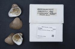 Naturalis Biodiversity Center - RMNH.MOL.313295 1 - Anadara chemnitzii (Philippi, 1851) - Arcidae - Mollusc shell.jpeg