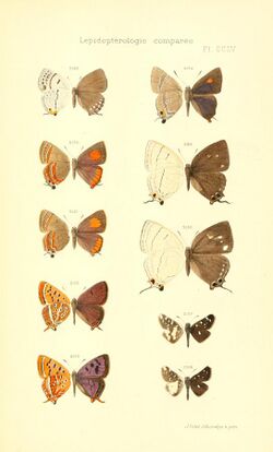 Oberthur 1914LepidopterologieCompariePlateCCLV.jpg