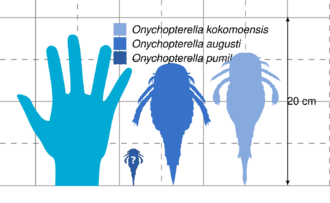A diagram showing the comparative size of three species of Onychopterella with a human hand