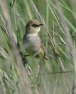 Pale-crowned Cisticola (Cisticola cinnamomeus).jpg