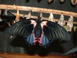 Papilio rumanzovia 2.jpg