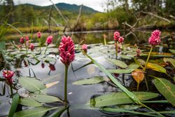 Persicaria amphibia stipulacea.jpg