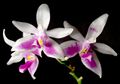 Phalaenopsis modesta Orchi 272.jpg