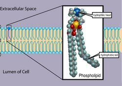 Phospholipid TvanBrussel.edit.jpg