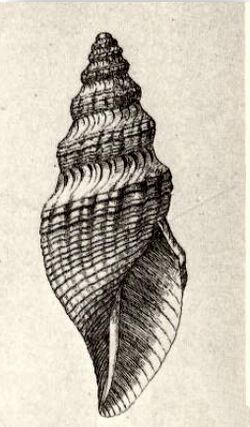 Phymorhynchus sulciferus 001.jpg