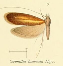 Pl.2-07-Ceromitia laureata Meyrick.JPG