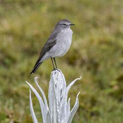 Plain-capped ground-tyrant (Muscisaxicola alpinus) on Senecio niveo-aureus Chingaza.jpg