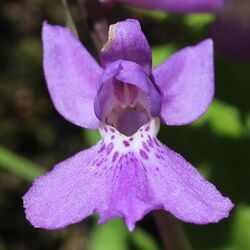 Ponerorchis joo-iokiana (flower).jpg