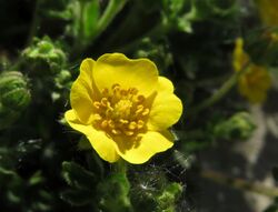 Potentilla crantzii.jpg